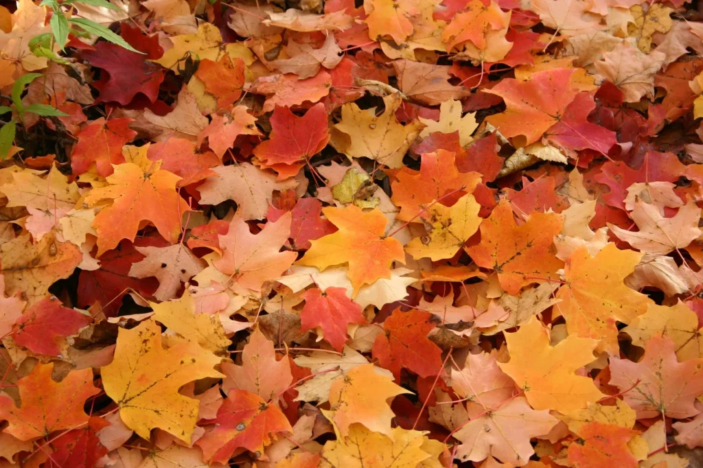 Fall clean up and leaf removal
