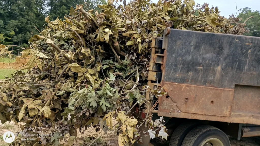 Tree Removal